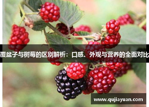 覆盆子与树莓的区别解析：口感、外观与营养的全面对比