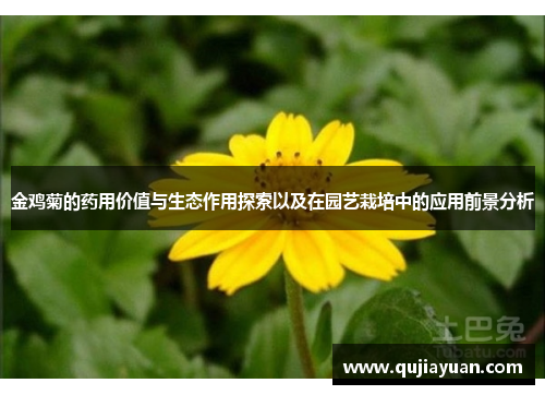 金鸡菊的药用价值与生态作用探索以及在园艺栽培中的应用前景分析 金鸡菊的药用价值与生态作用探索以及在园艺栽培中的应用前景分析